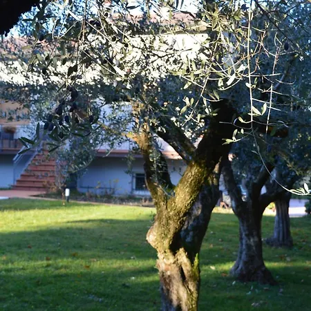The Swan Manerba del Garda